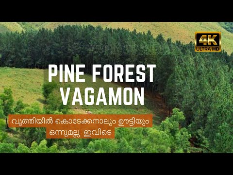 Pine Forest Vagamon | Clean forest | One day trip | tourists places | 4k