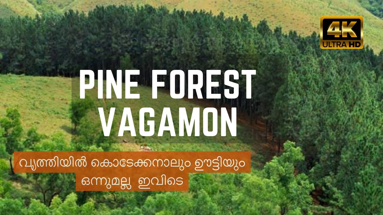 Pine Forest Vagamon | Clean forest | One day trip | tourists places  | 4k