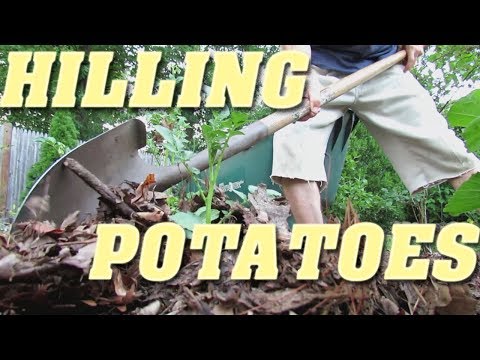 Vídeo: Hilling Up Potatoes - Dicas sobre quando cobrir as plantas de batata