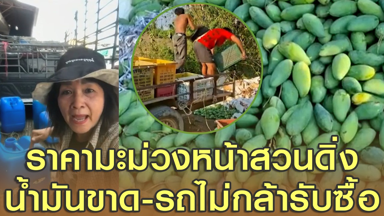 ราคามะม่วงหน้าสวนดิ่ง น้ำมันขาด-รถไม่กล้ารับซื้อ