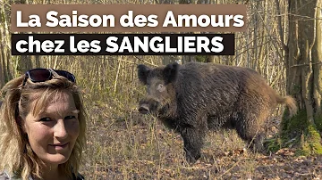 Où se couche le sanglier ?