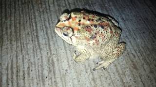 Leap Frog Attacks The Camera.