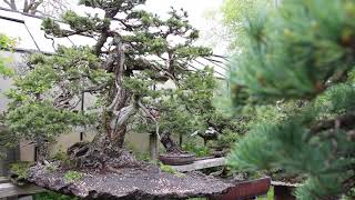 The Bonsai garden of Walter Pall