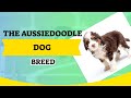 Do you know the aussiedoodle dog breed? 🤓🐶😍🐶