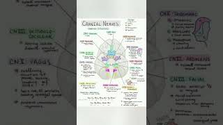 cranial nerve