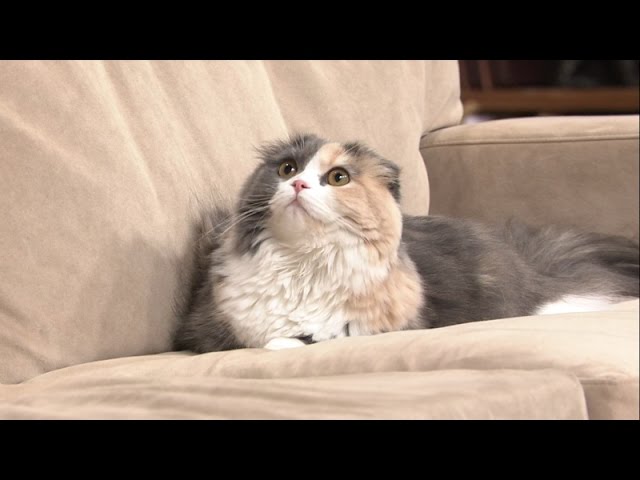 旅番組の宣伝部長にスコティッシュフォールドのリコちゃんが就任 Petomorrow 旅番組の宣伝部長にスコティッシュフォールドのリコちゃんが就任 Petomorrow