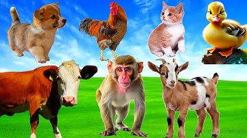 Real Farm Animal Sounds: Cow, Sheep, Cat, Dog, Chicken, Duck – Animal Sounds