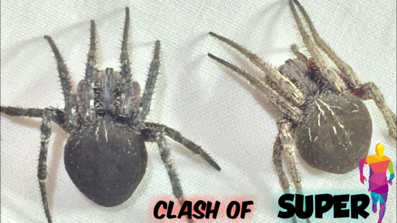 Huge Spiders Five Great Match