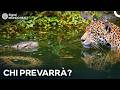 Cosa Succede Quando il Giaguaro Incontra l’Anaconda Gigante? | Documentario Doppiato in Italiano
