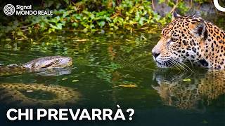 Cosa Succede Quando il Giaguaro Incontra l’Anaconda Gigante? | Documentario Doppiato in Italiano