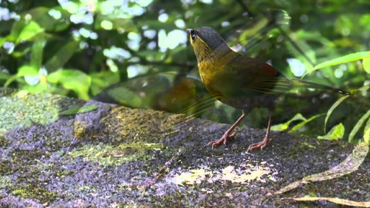 藪鳥雄鳥的鳴唱 Youtube