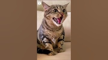 Thumbnail of macet qesharake - video të të qeshurave të maceve - të qeshurat e maceve qesharake - të qeshurave