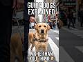 How Guide Dogs Help Blind People…#GuideDogs #DogFacts #PetScience #DidYouKnow #viralshorts #animals