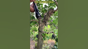 Cạp Tròn Cạp Xéo MST Tạo Sẹo Cho Bon Sai Cây Cảnh Hàng Thép Đúc Trắng 304 Nguyên Khối