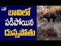Thirsty buffalo rescued from Warangal well