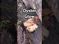 Great Oyster Mushroom Find | Hidden in Nature