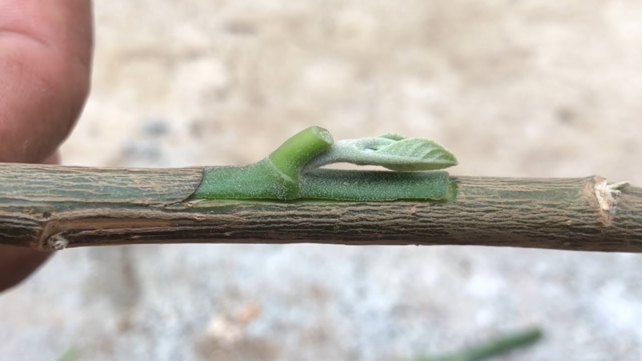 Learning To~Graft Brach Tree~Sprout Tree~On Tree~Wrapped~No Roots To ...