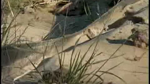 Municipal Separate Storm Sewer System (MS4)