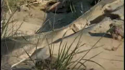 Municipal Separate Storm Sewer System (MS4)