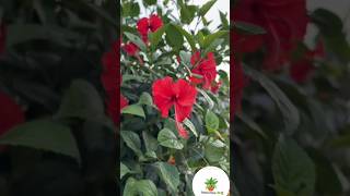 This Red Flower a More Powerful Hdible  Think! #shorts #facts #farming #plants