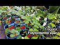 Folytontermő eper - Fragaria