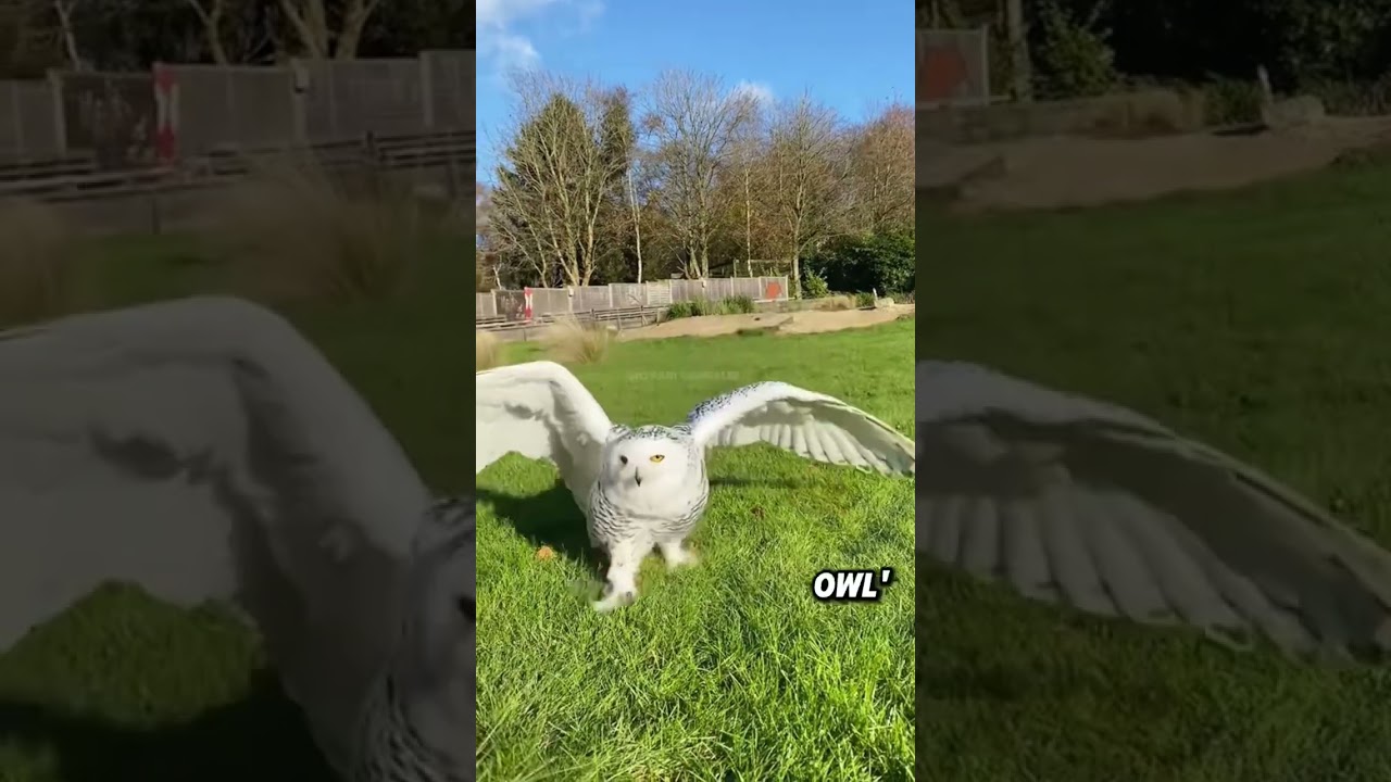 Why do snowy owls like to be patted on the head?#animals #funnyanimal #funny #snowyowl #cute
