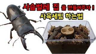 [파브르2세] 사슴벌레 사육세팅 해주는법(Stag beetle 韓国クワガタ飼育)