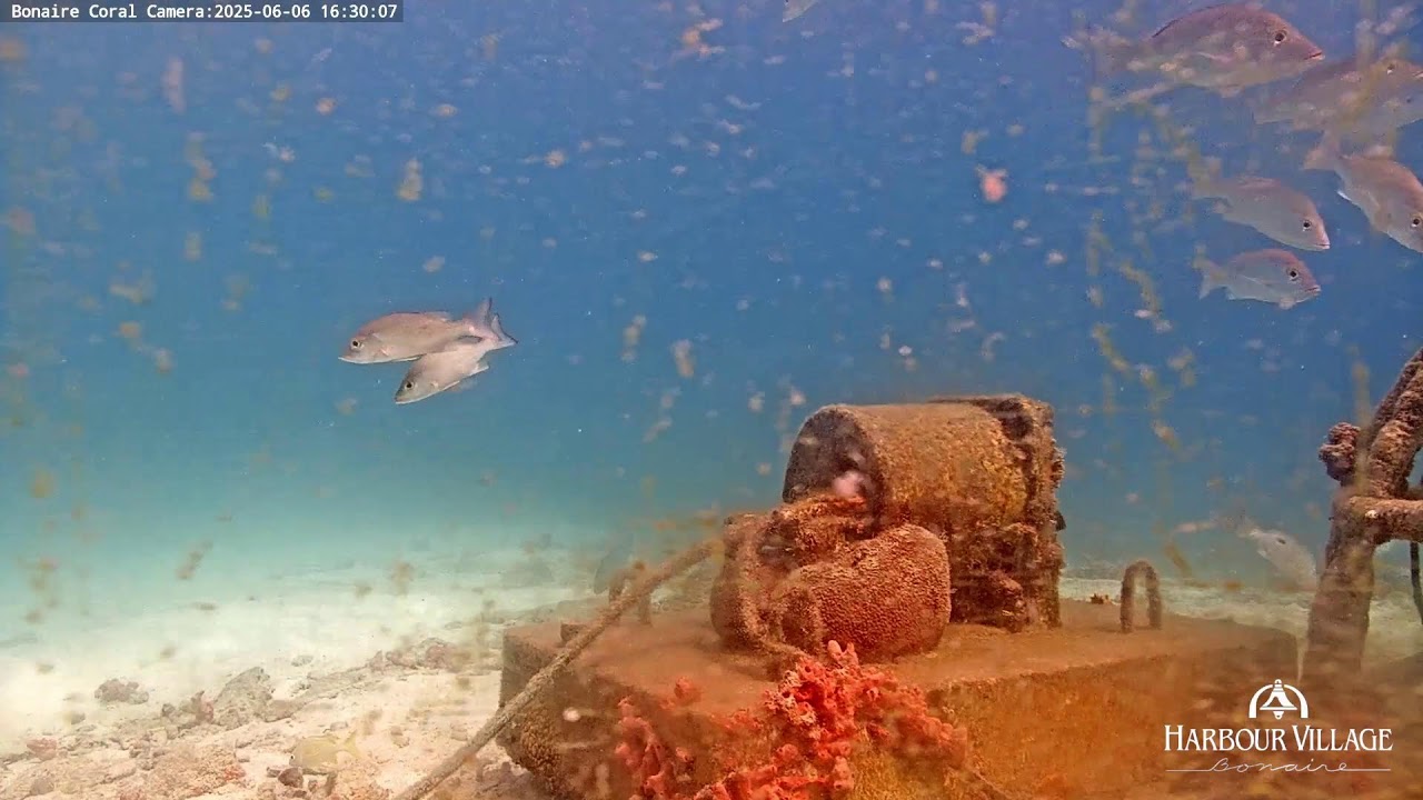 Harbour Village Bonaire Coral Reef