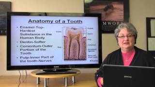 Basic Dental Terminology