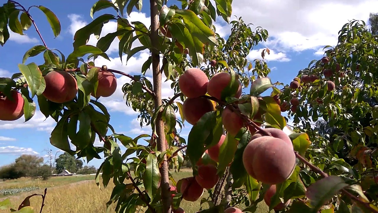 Какие сорта персиков можно выращивать в подмосковье?