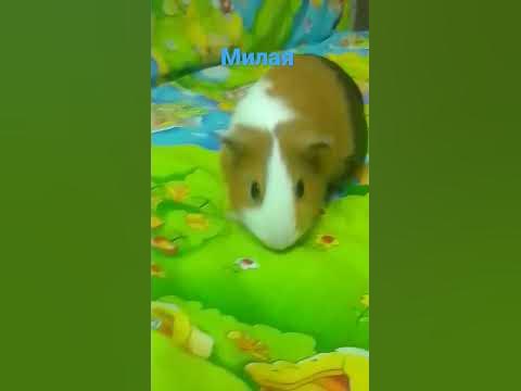 свинка милая - YouTube