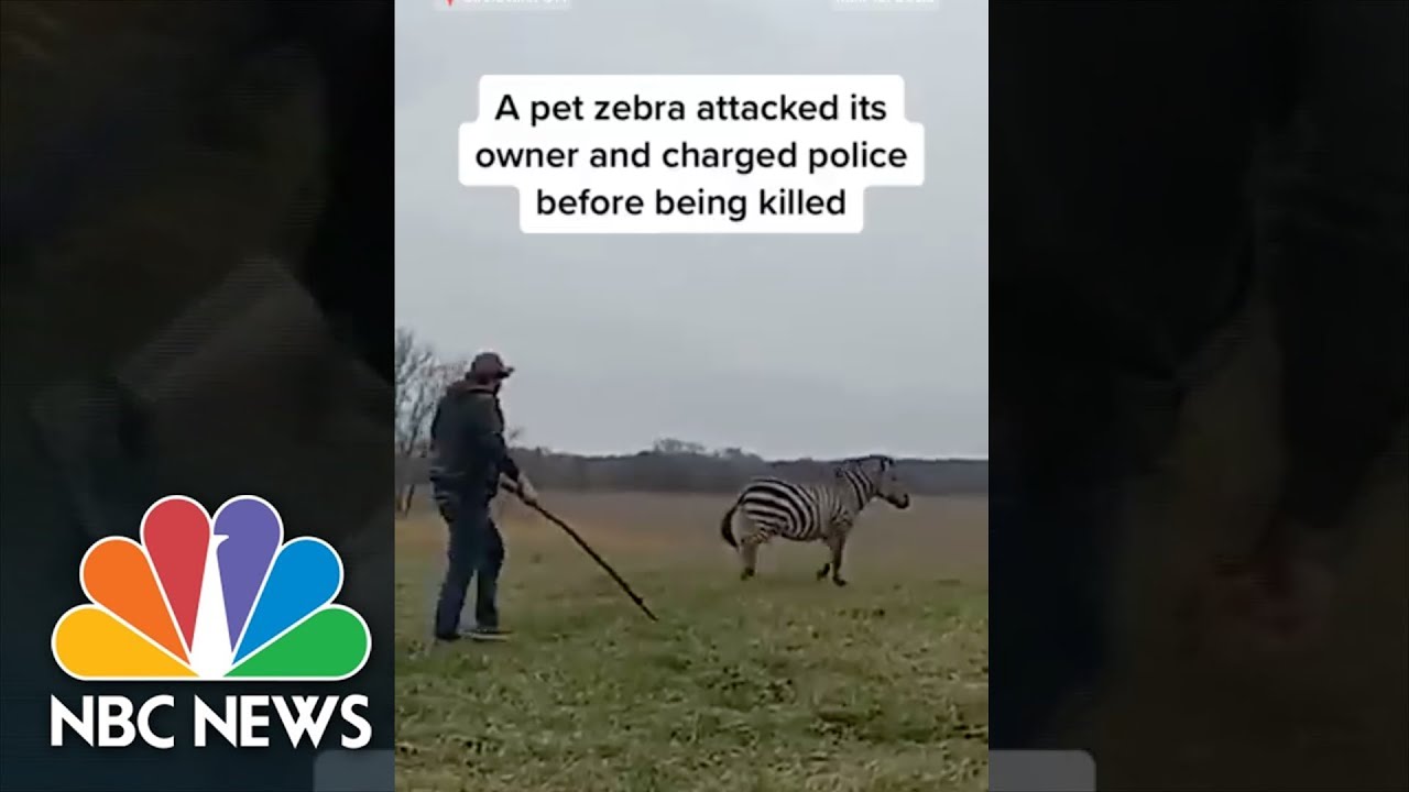 An #Ohio man was attacked by a #zebra he owned, and is recovering from a severe bite wound.