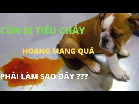 Video: Làm Gì Nếu Con Chó Của Bạn Bị Tiêu Chảy