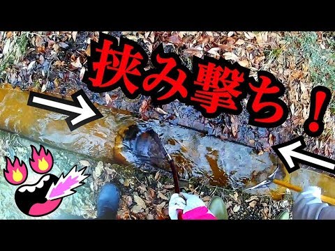 標高600mの山の水路でガサガサ！#1 挟み撃ちで一網打尽！
