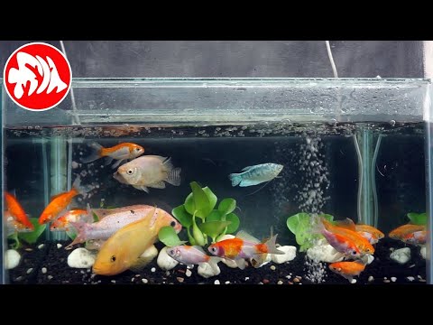 Ikan Bawal dan Ikan Gurami Padang di Aquarium | FAUNA KITA