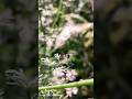 How to capture syrphid fly🐝 in mobile using pro mode Il Tips And 📸Tricks 🔥