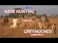 Hare hunting with greyhounds p 2  greyhound vs hare  galgos liebareexplorepotohar