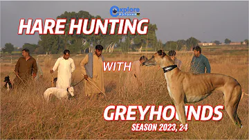 Hare Hunting with Greyhounds P 2 | Greyhound vs Hare | Galgos Liebare@ExplorePotohar