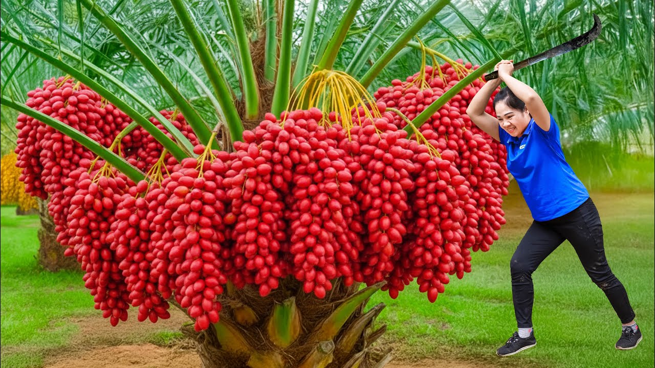 Harvest 1000+ Red Sunset Fire & Go to Market Sell | rare fruit that grows in the amazon forest