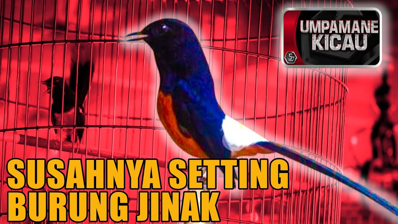 SUDAH PUSING SETTING MURAI BATU JINAK