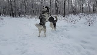 Скорость, релакс, хаски 🐺🐺Speed, Relax, Husky