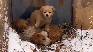 It's snowing heavily, and a pitiful family's stray dog living outside by Carlos Silva YT 10,343 views 1 month ago 3 minutes, 50 seconds
