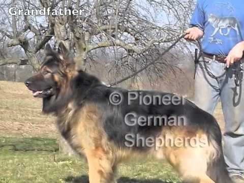 large boned german shepherd