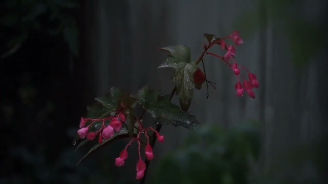 Nurturing Serenade Raindrops Gracefully Blessing a Tree