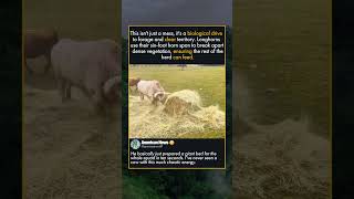 SIX FOOT HORN SPAN IN ACTION