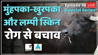 जानें मुंहपका-खुरपका और लम्पी स्किन रोग-बचाव एवं ईलाज | Foot & Mouth Disease in cattle Treatment FMD