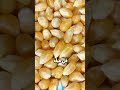 كيف حبة البوشار بتفرقع 
