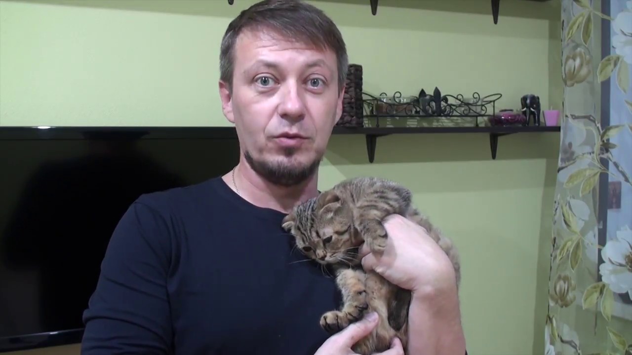 Блоггер горячевский