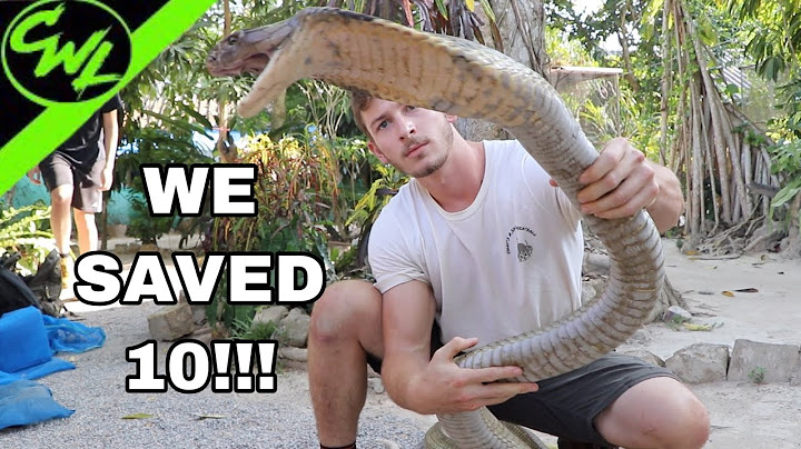 Rescuing 10 KING COBRAS!