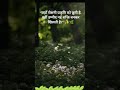 🌿 Nature Motivation | Peaceful Forest Short | Inspirational Video